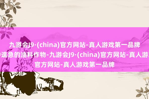 九游会J9·(china)官方网站-真人游戏第一品牌花生是一种遑急的油料作物-九游会J9·(china)官方网站-真人游戏第一品牌