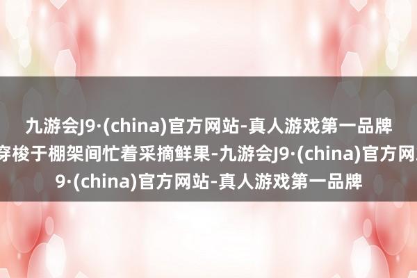 九游会J9·(china)官方网站-真人游戏第一品牌村民及驻村工作队员穿梭于棚架间忙着采摘鲜果-九游会J9·(china)官方网站-真人游戏第一品牌